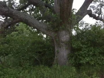 [Hearth.com] Big tree ID