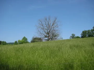 [Hearth.com] Big tree ID