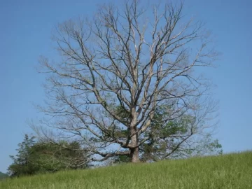 [Hearth.com] Big tree ID