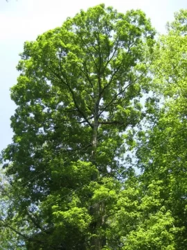 [Hearth.com] Big tree ID