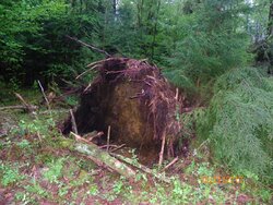 Tree Storm Damage