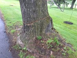 Weird way to kill a tree
