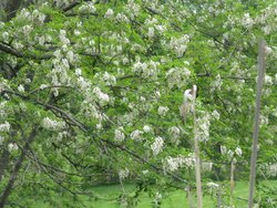 Another great thing about Black Locust