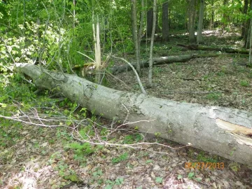 [Hearth.com] More Storm Damage