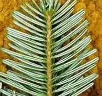 [Hearth.com] Western wood species ID