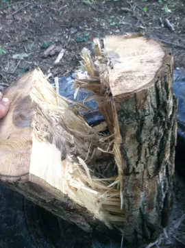 [Hearth.com] Wood ID