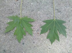ID ,My 2 Maples