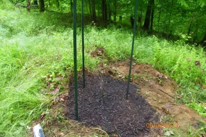 [Hearth.com] Oak Planting Question