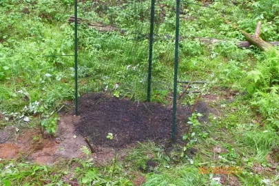 [Hearth.com] Oak Planting Question
