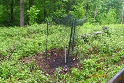 [Hearth.com] Oak Planting Question
