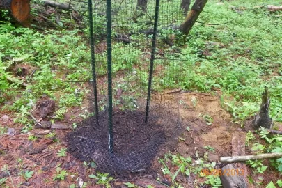 [Hearth.com] Oak Planting Question