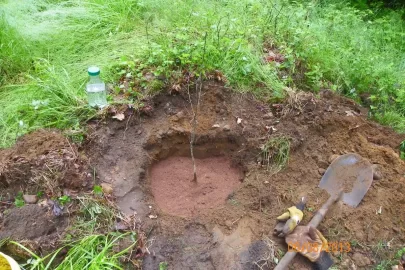 [Hearth.com] Oak Planting Question