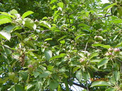 Apples by garden.JPG