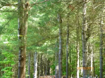 [Hearth.com] Mother Nature = Shoulder Season Wood