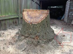 free stump 2.jpg