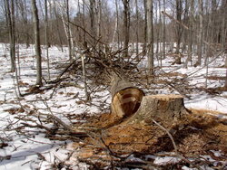 Pin oak down-1.JPG