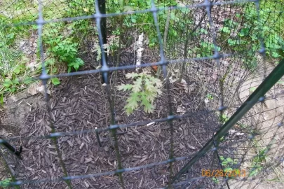 [Hearth.com] Oak Planting Question