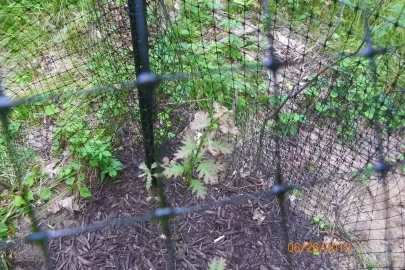 [Hearth.com] Oak Planting Question