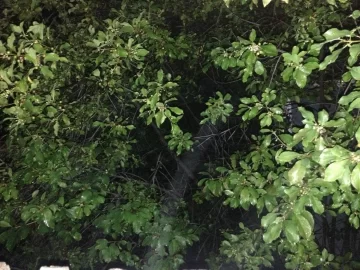 [Hearth.com] Please help identify these 2 noisy birds in neighbor's tree and how to stop it?