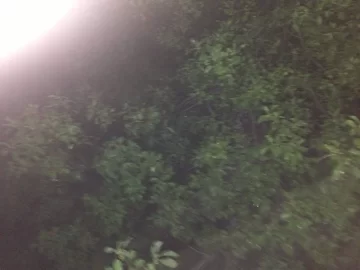 [Hearth.com] Please help identify these 2 noisy birds in neighbor's tree and how to stop it?