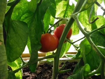 [Hearth.com] Alaska garden/ greenhouse pics
