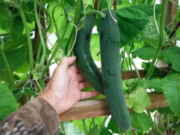 [Hearth.com] Alaska garden/ greenhouse pics