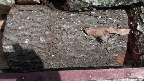 [Hearth.com] Another cherry down and wood ID plz