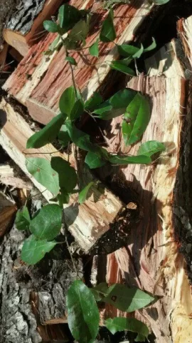 [Hearth.com] Another cherry down and wood ID plz