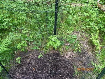 [Hearth.com] Oak Planting Question