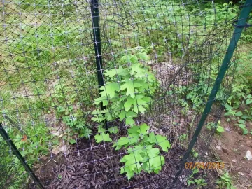 [Hearth.com] Oak Planting Question