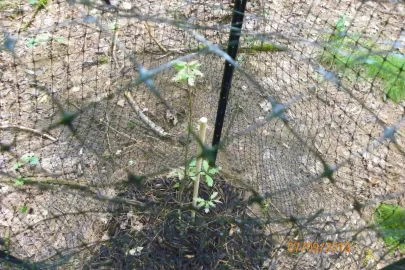 [Hearth.com] Oak Planting Question