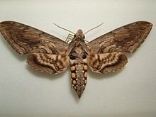 moth1.JPG