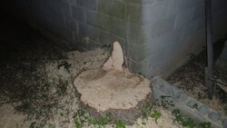 What to do with this stump?????