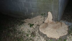What to do with this stump?????