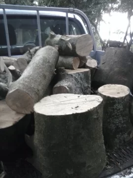 [Hearth.com] New scrounge - possible Holly but I'm not sure....