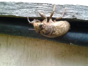 [Hearth.com] Locust just came out of the ground