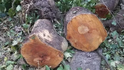 [Hearth.com] Another Wood ID, Please