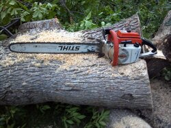 Another monster ash falls victim to the saw......