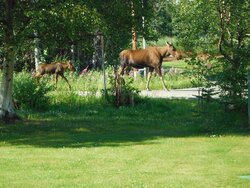 Moose invasion pics