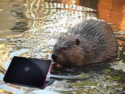 laptop beaver.jpg