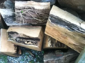 [Hearth.com] Help me learn my trees