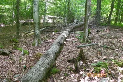 [Hearth.com] This Bigtooth Aspen