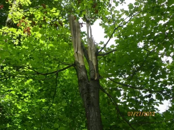 [Hearth.com] This Bigtooth Aspen