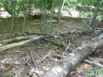 [Hearth.com] This Bigtooth Aspen