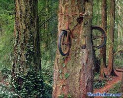 Bike in tree.jpg
