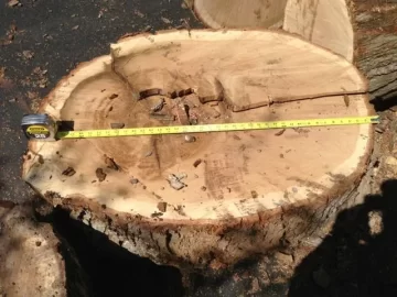 [Hearth.com] How much wood in a tree