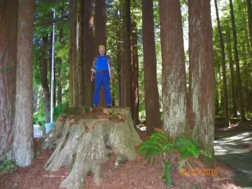 [Hearth.com] How much wood in a tree