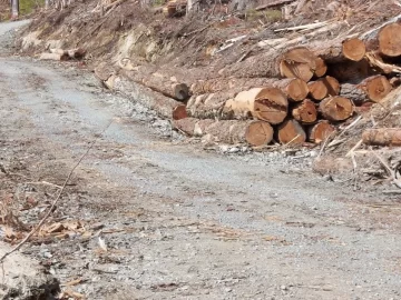 [Hearth.com] Old Growth Fir Log