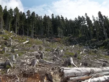 [Hearth.com] Old Growth Fir Log