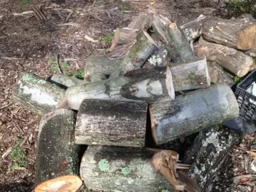 [Hearth.com] Wood is from sandy scrounge